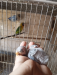 Lovebird pair with baby
